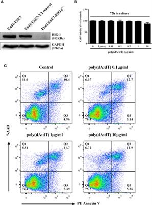 Poly(dA:dT) Suppresses HSV-2 Infection of Human Cervical Epithelial Cells Through RIG-I Activation